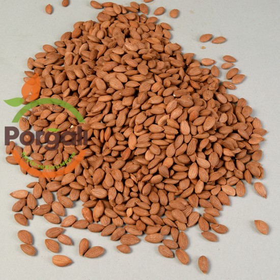 Malatya Gün Kurusu Çekirdek ( 1 KG ) Malatya Gün Kurusu Çekirdek ( 1 KG )